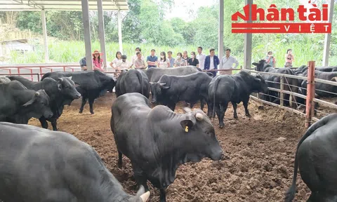 Vĩnh Phúc: Ứng dụng hiệu quả công nghệ mới trong phát triển chăn nuôi